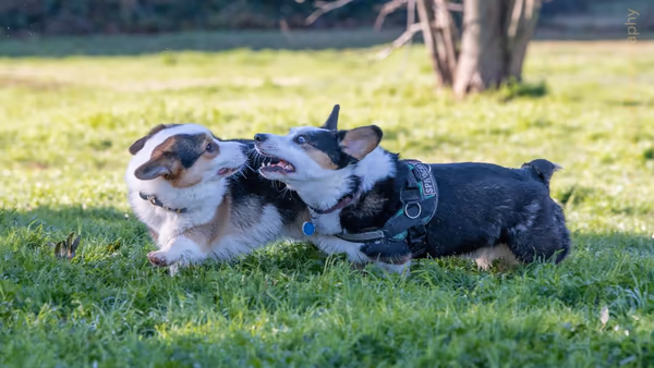 Glenbrook Dog Park photo 2